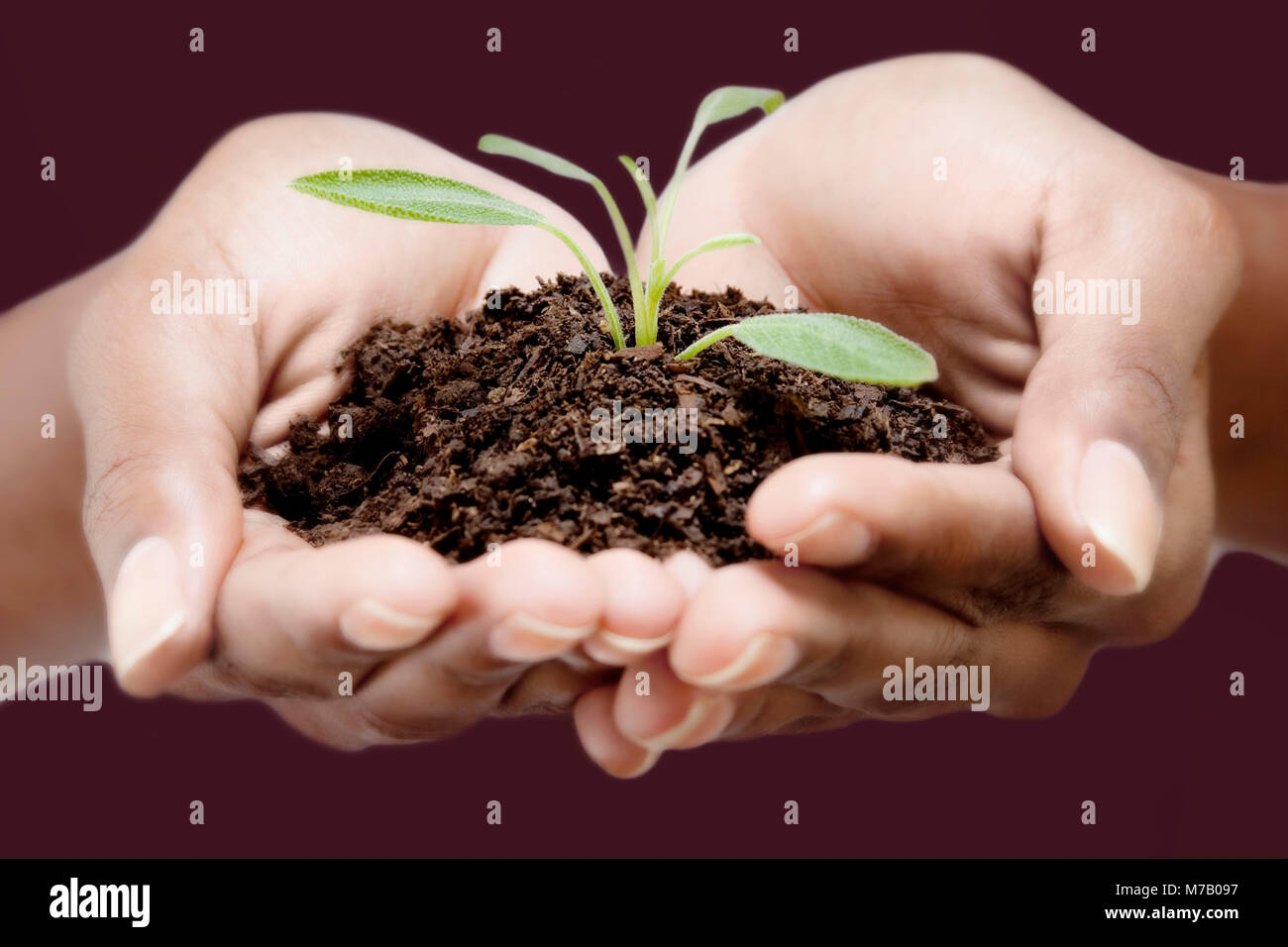 Close-up of a woman's hands holding un semis Banque D'Images
