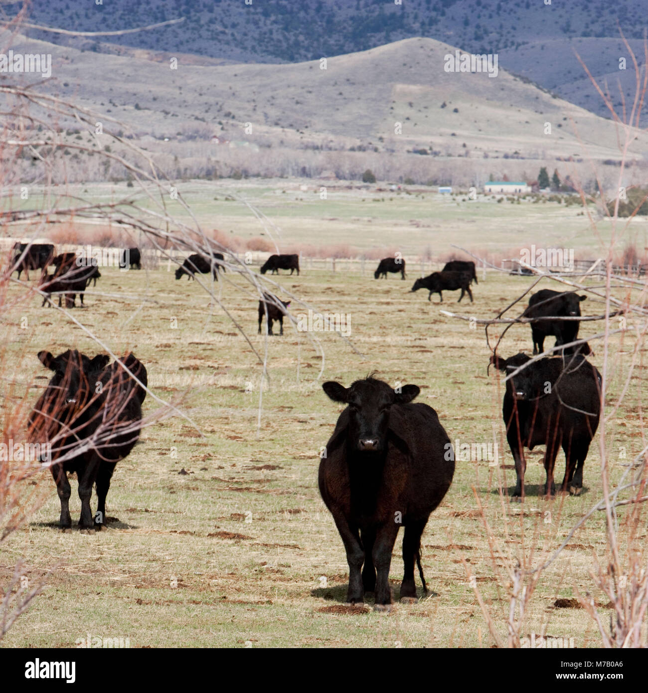 Troupeau de vaches dans un champ, Montana, USA Banque D'Images