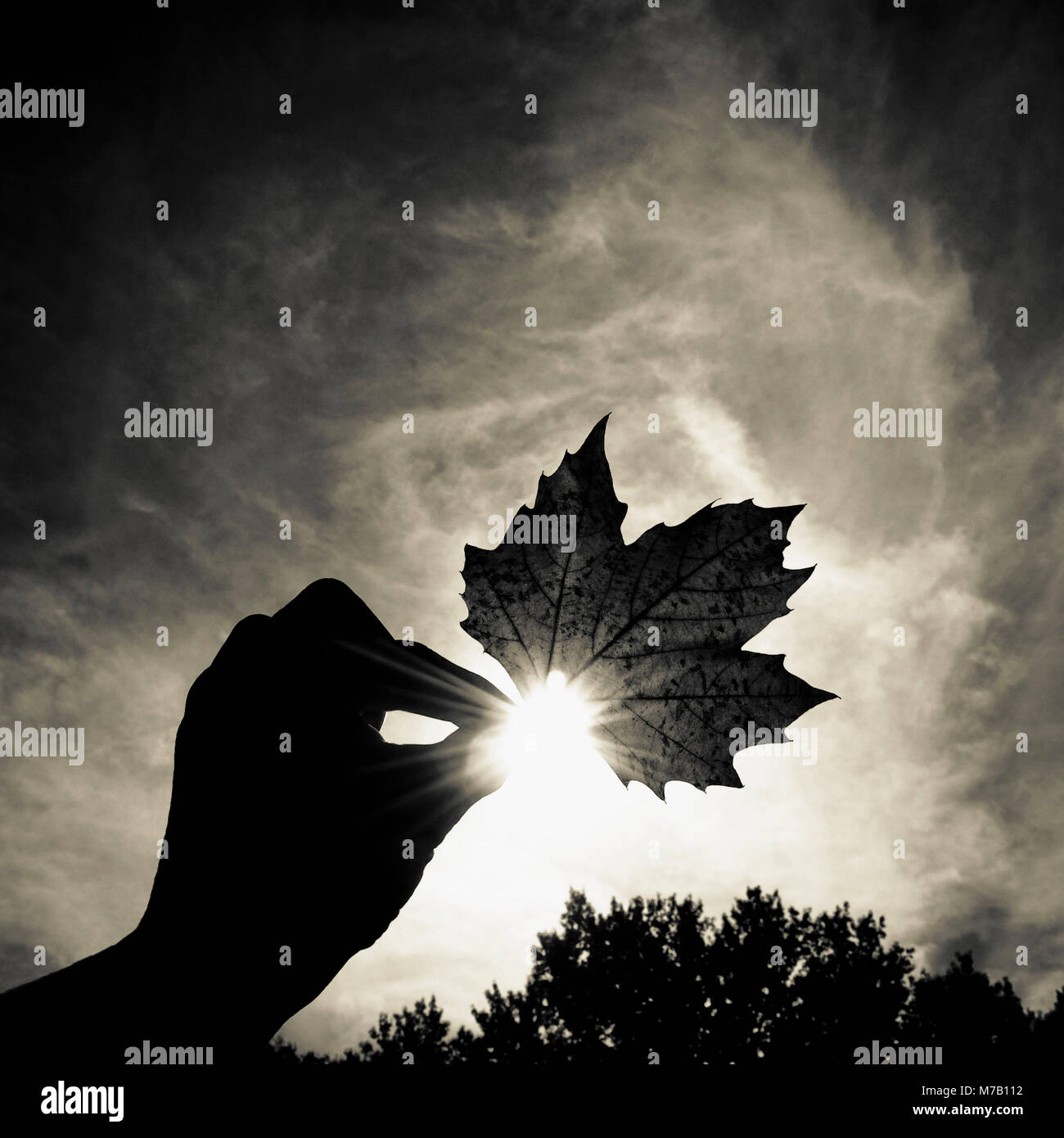 Close-up of a person's hand holding une feuille d'érable Banque D'Images