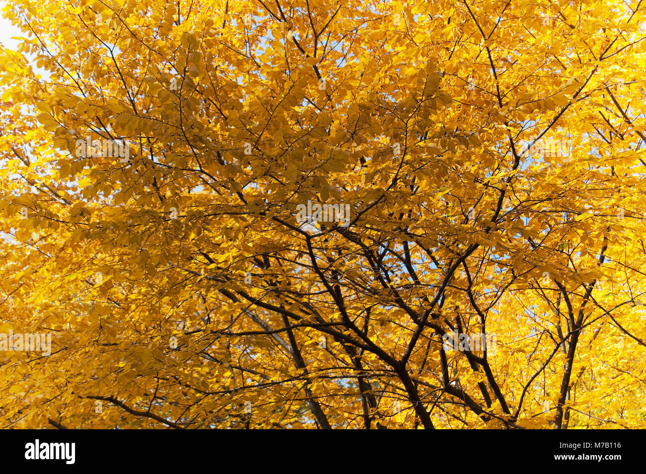 Low angle view of a tree Banque D'Images