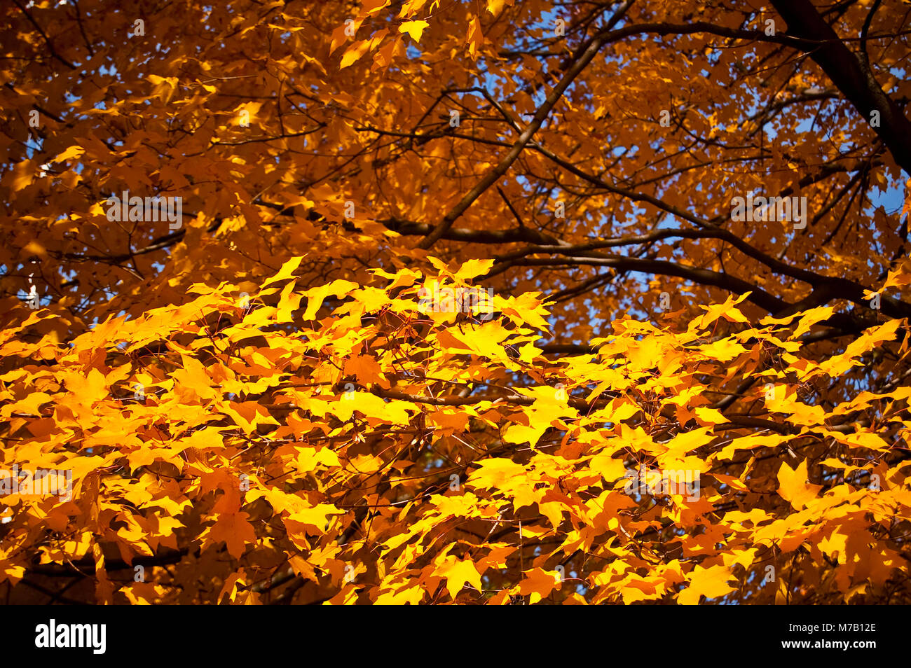 Feuilles d'érable sur un arbre, Central Park, Manhattan, New York City, New York State, USA Banque D'Images