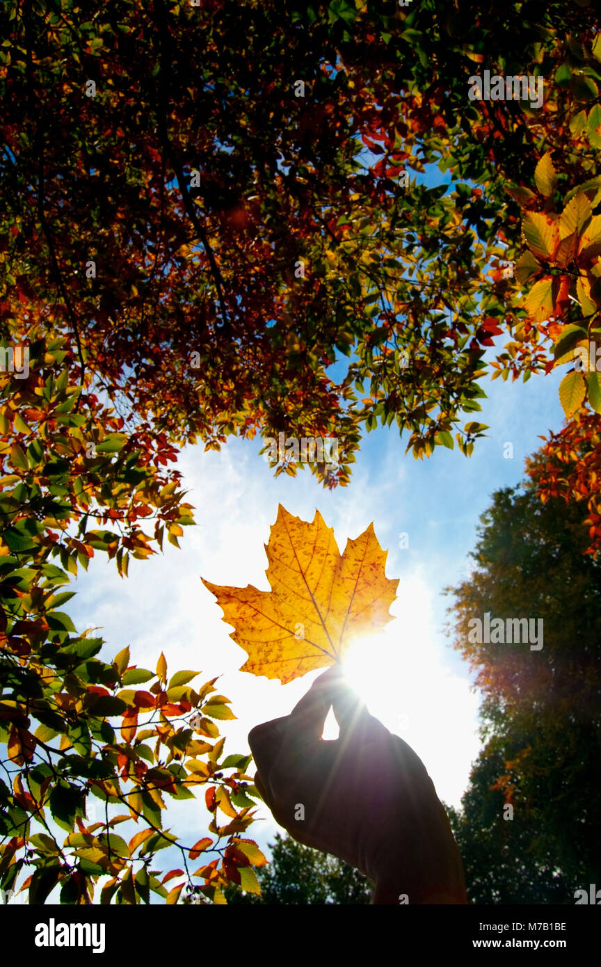 Close-up of a person's hand holding une feuille d'érable Banque D'Images