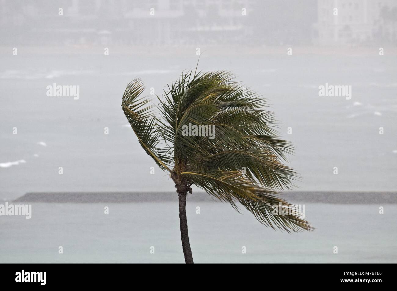 Honolulu, Hawaii, USA. 08Th Mar, 2011. Une tempête tropicale lashes Waikiki avec de forts vents et la pluie, Honolulu, Hawaï. (Crédit Image : © Bayne Stanley/ZUMApress.com) Banque D'Images