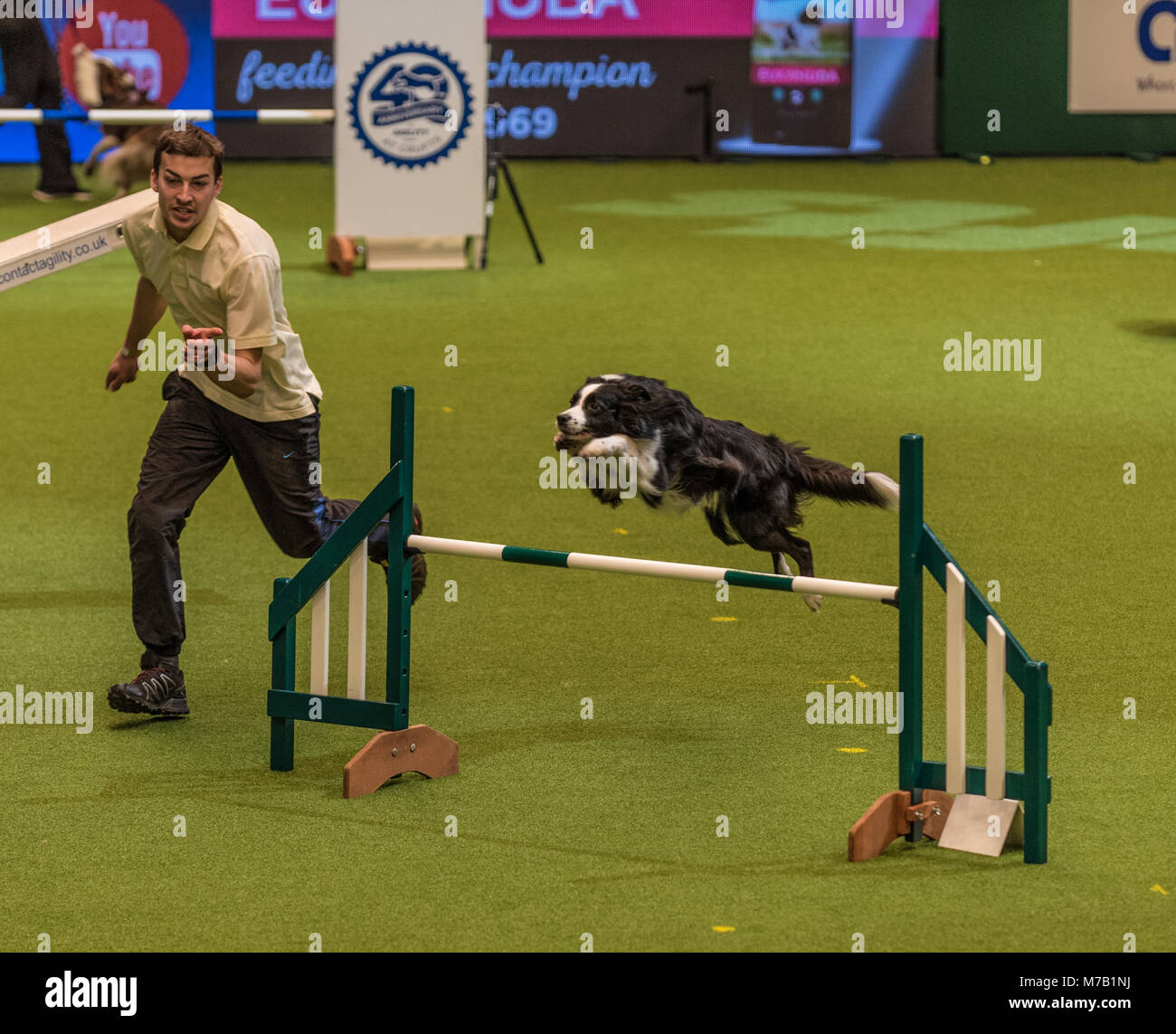 Birmingham, UK. Mar 9, 2018. Crufts Dog Show Birmingham Uk. agility chiens la concurrence dans l'arène principale de la Crufts Dog Show à NEC Birmingham. Crédit : charlie bryan/Alamy Live News Banque D'Images
