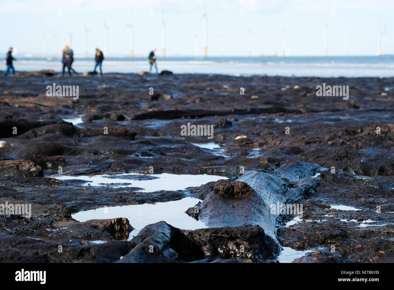 Forêt Pétrifiée préhistoriques découverts sur la plage de Redcar, UK, par la tempête Emma attire des centaines de visiteurs de voir les arbres fossilisés et naufrage Banque D'Images