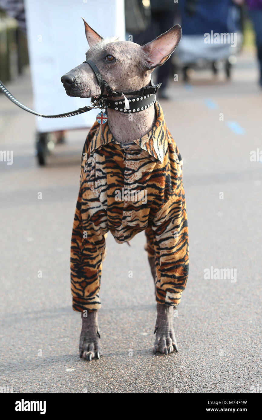 Un chien portant un onesie à rayures de tigre ou manteau de chien à Crufts 2018 Banque D'Images