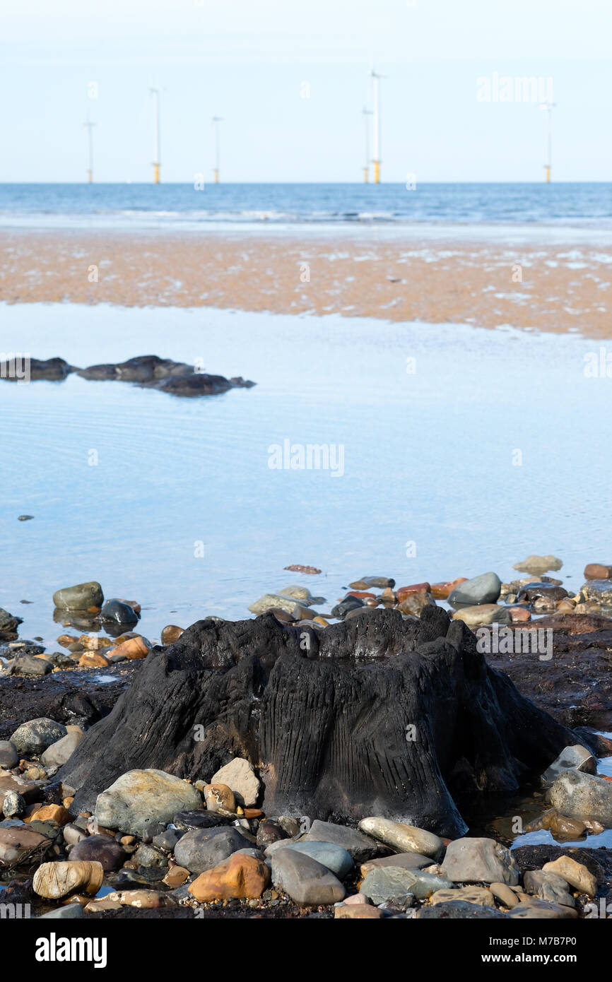 Forêt Pétrifiée préhistoriques découverts sur la plage de Redcar, UK, par la tempête Emma attire des centaines de visiteurs de voir les arbres fossilisés et naufrage avant qu'il soit de nouveau couvert par le sable. 9 mars 2018. Karen Turner/Alamy Live News Banque D'Images