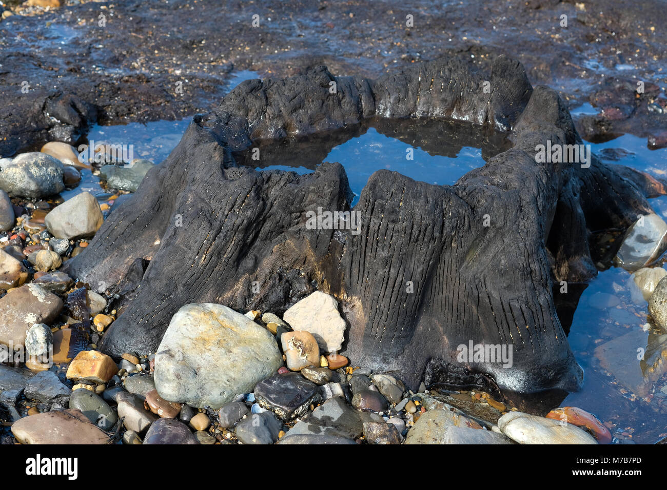 Forêt Pétrifiée préhistoriques découverts sur la plage de Redcar, UK, par la tempête Emma attire des centaines de visiteurs de voir les arbres fossilisés et naufrage avant qu'il soit de nouveau couvert par le sable. 9 mars 2018. Karen Turner/Alamy Live News Banque D'Images