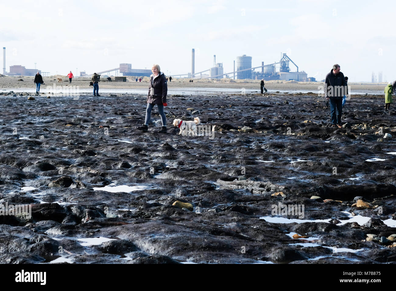 Forêt Pétrifiée préhistoriques découverts sur la plage de Redcar, UK, par la tempête Emma attire des centaines de visiteurs de voir les arbres fossilisés et naufrage avant qu'il soit de nouveau couvert par le sable. 9 mars 2018. Karen Turner/Alamy Live News Banque D'Images