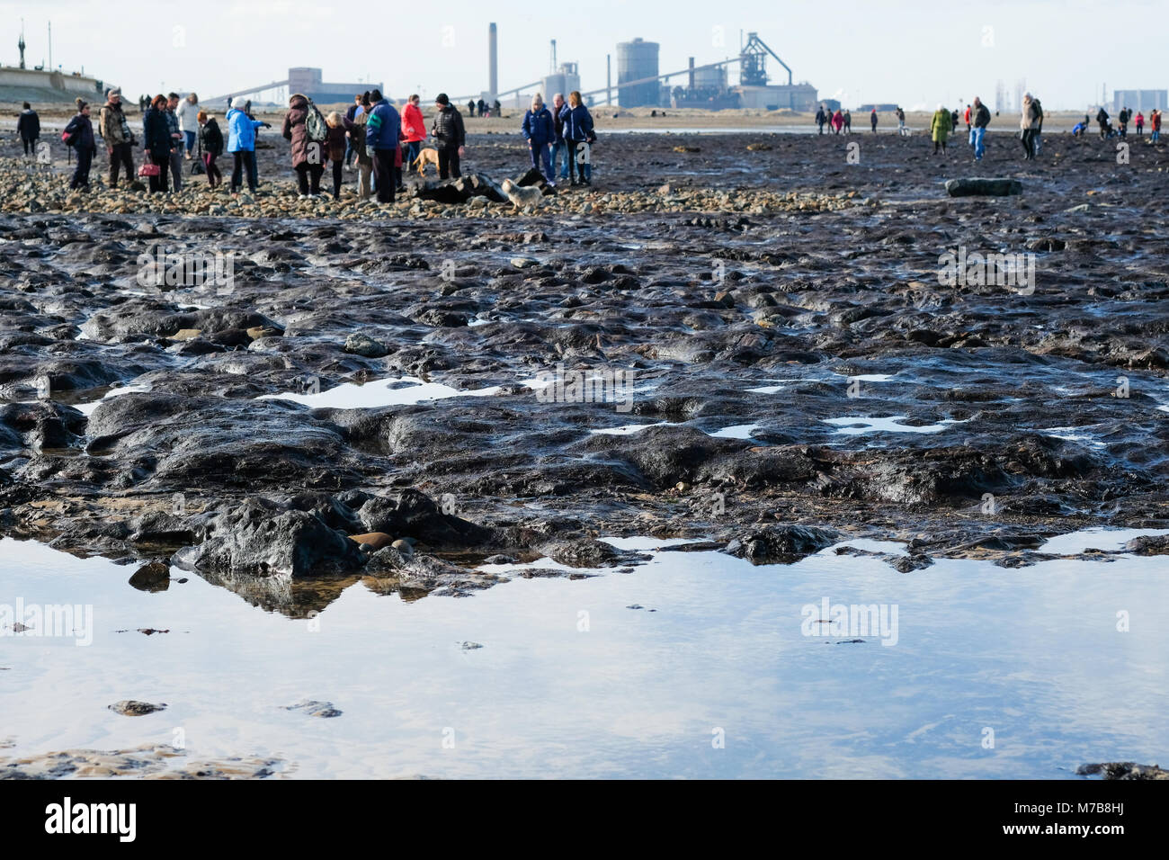 Forêt Pétrifiée préhistoriques découverts sur la plage de Redcar, UK, par la tempête Emma attire des centaines de visiteurs de voir les arbres fossilisés et naufrage avant qu'il soit de nouveau couvert par le sable. 9 mars 2018. Karen Turner/Alamy Live News Banque D'Images