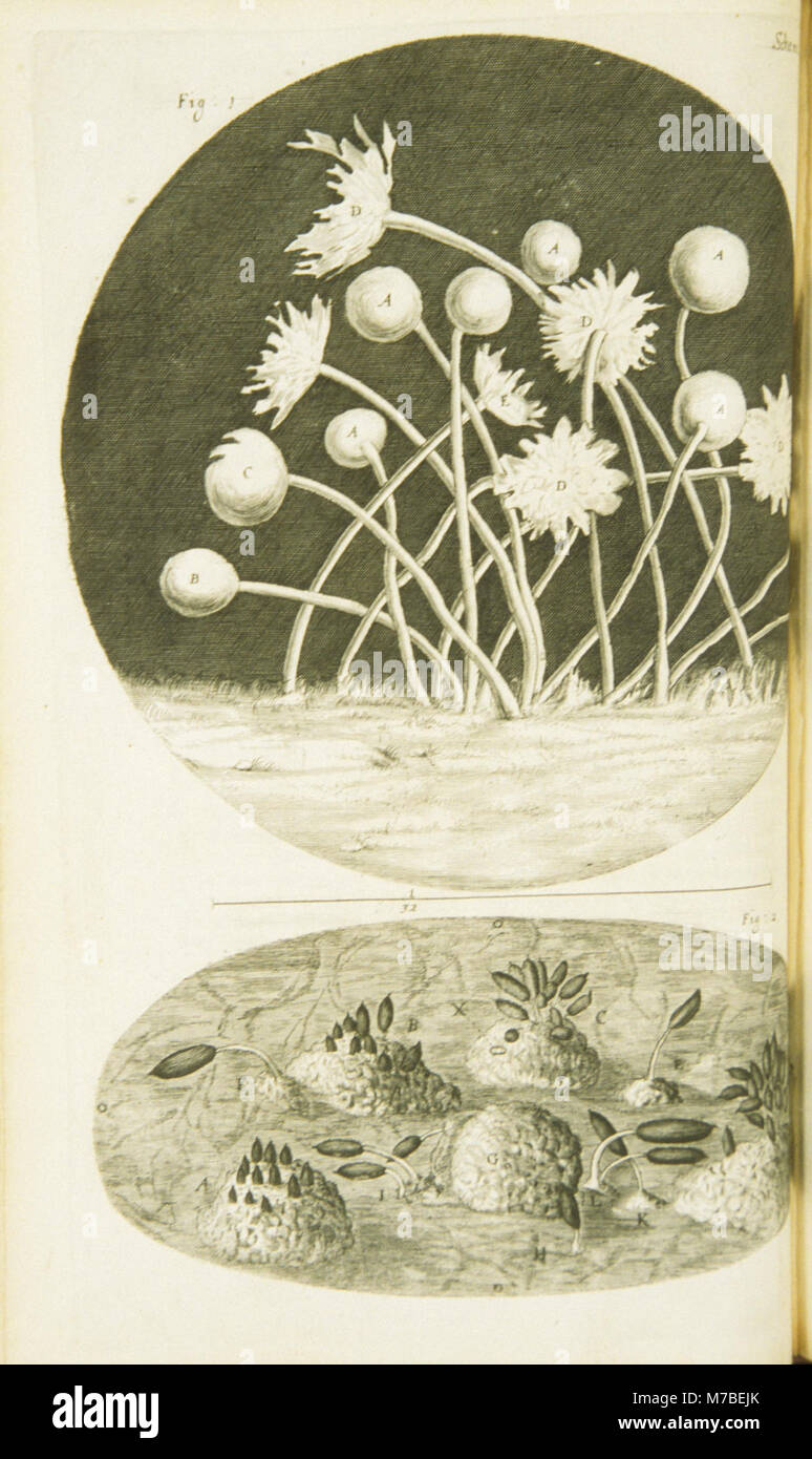 Un gros plan de la croissance de moisissures bleues sur des feuilles délabrées, mettant en évidence les effets de l'infection fongique sur les plantes. Banque D'Images