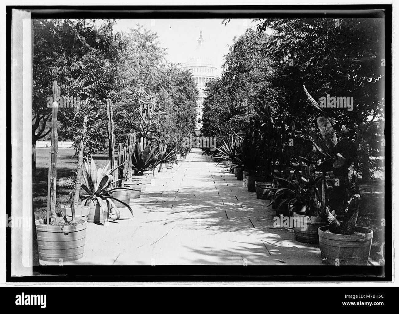 Une vue panoramique du bâtiment du Capitole depuis le jardin botanique, mettant en évidence le lien entre la nature et l'architecture gouvernementale à Washington D.C. Banque D'Images