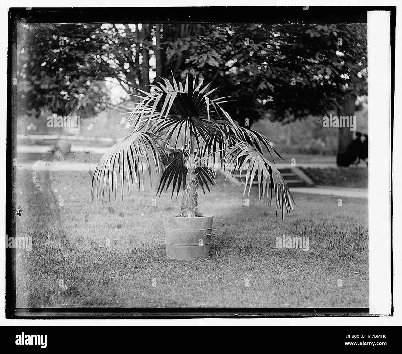 Une photographie du palmier en tissu, trouvé dans un jardin botanique, montrant ses caractéristiques uniques. La plante est connue pour ses feuilles fibreuses ressemblant à du textile, contribuant à son importance dans les études botaniques et l'horticulture. Banque D'Images