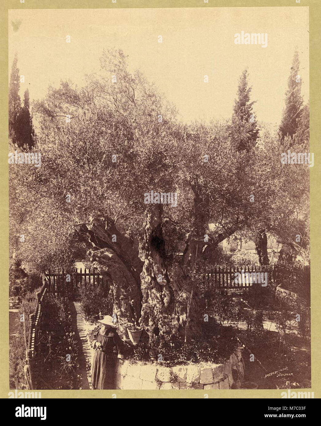 Des oliviers anciens dans le jardin de Gethsémani, Jérusalem, entretenus par des moines franciscains, illustrant l'importance historique et religieuse du site en Palestine. Banque D'Images