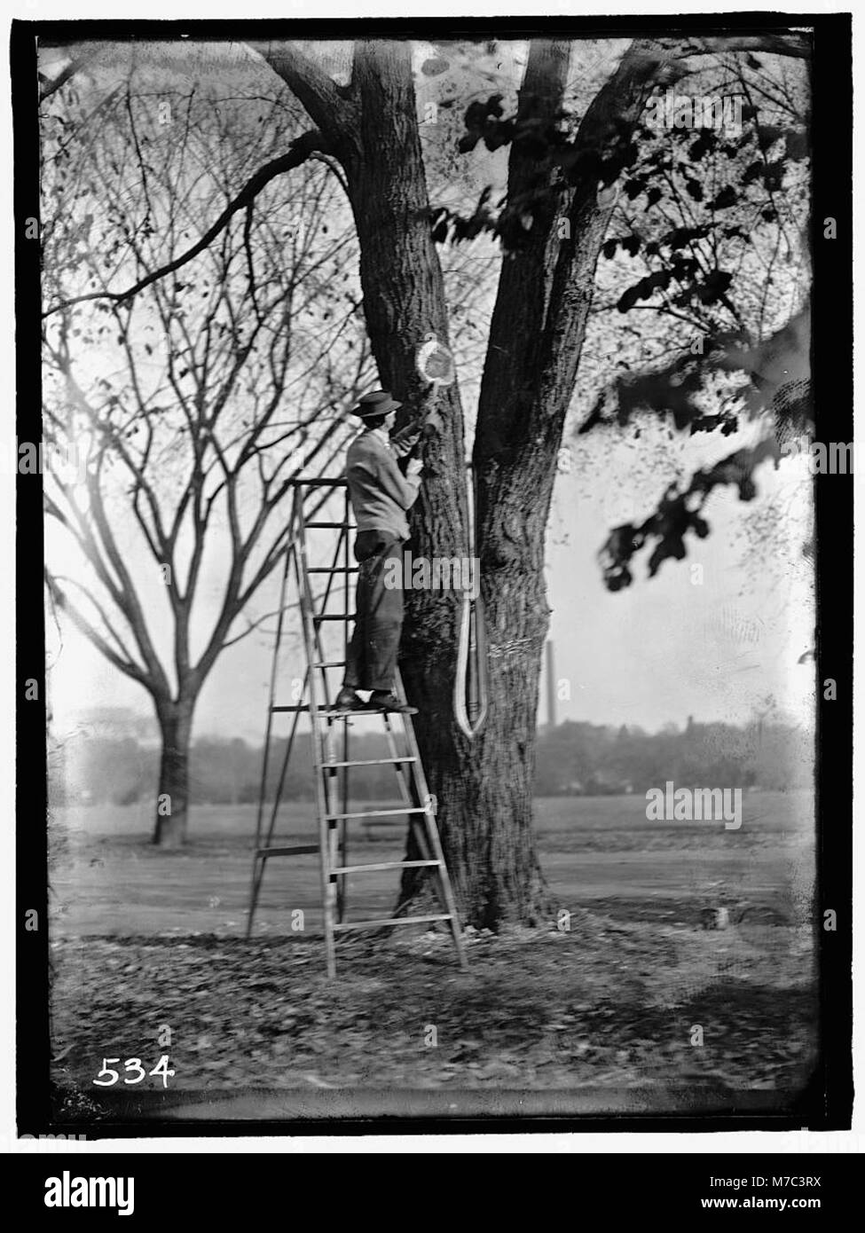Cette image montre une chirurgie des arbres pratiquée dans un parc du District de Columbia. Il met en lumière les efforts de soins et d’entretien visant à préserver la verdure urbaine et la santé des arbres dans les parcs urbains. Banque D'Images