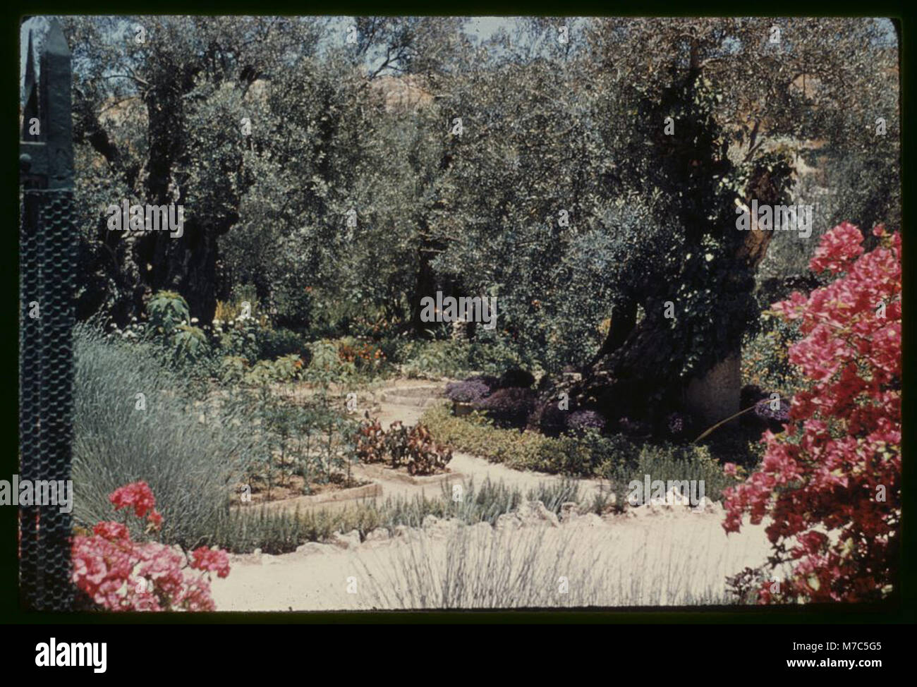 Le jardin de Gethsémani à Jérusalem est un site religieux important. Cette image montre des arbres et des fleurs dans le jardin, qui est connu pour son association avec l'arrestation de Jésus-Christ. Banque D'Images