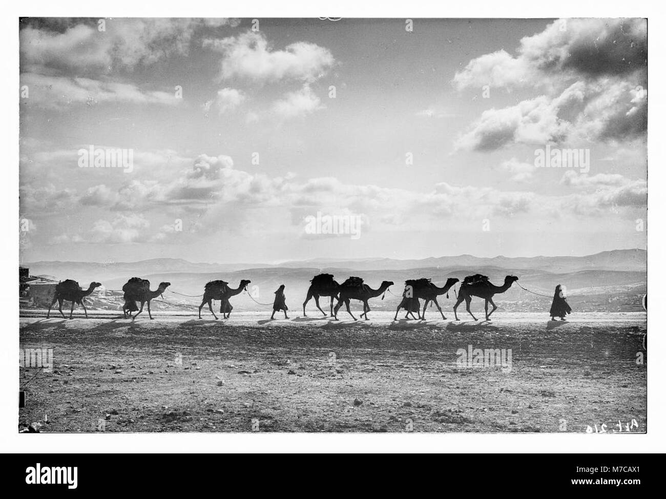 Une photographie historique représentant le transport de chameaux en Égypte, traversant le Mont des oliviers, un lieu remarquable dans l'histoire biblique, en 1918. Banque D'Images