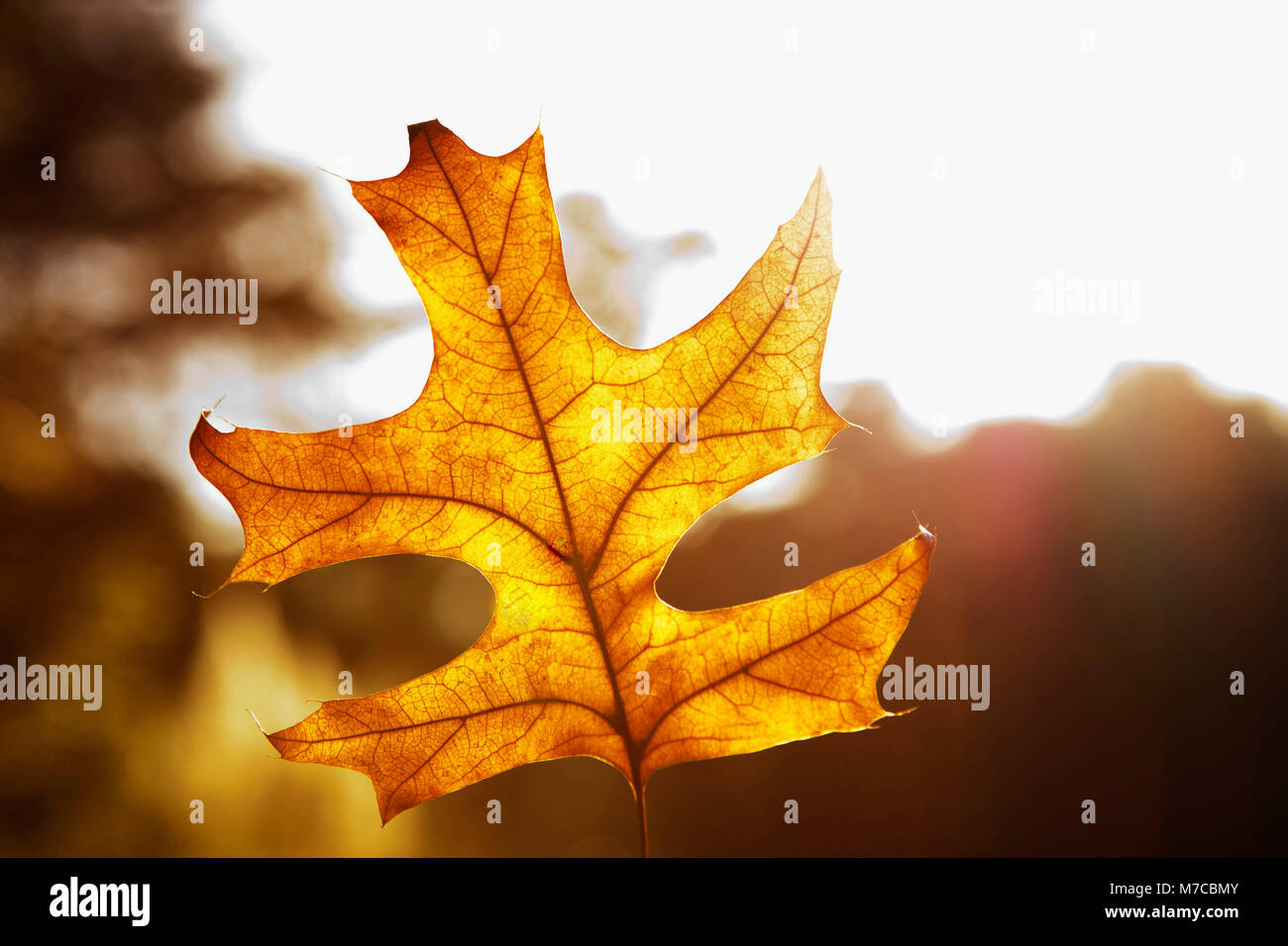 Close-up d'une feuille d'érable Banque D'Images