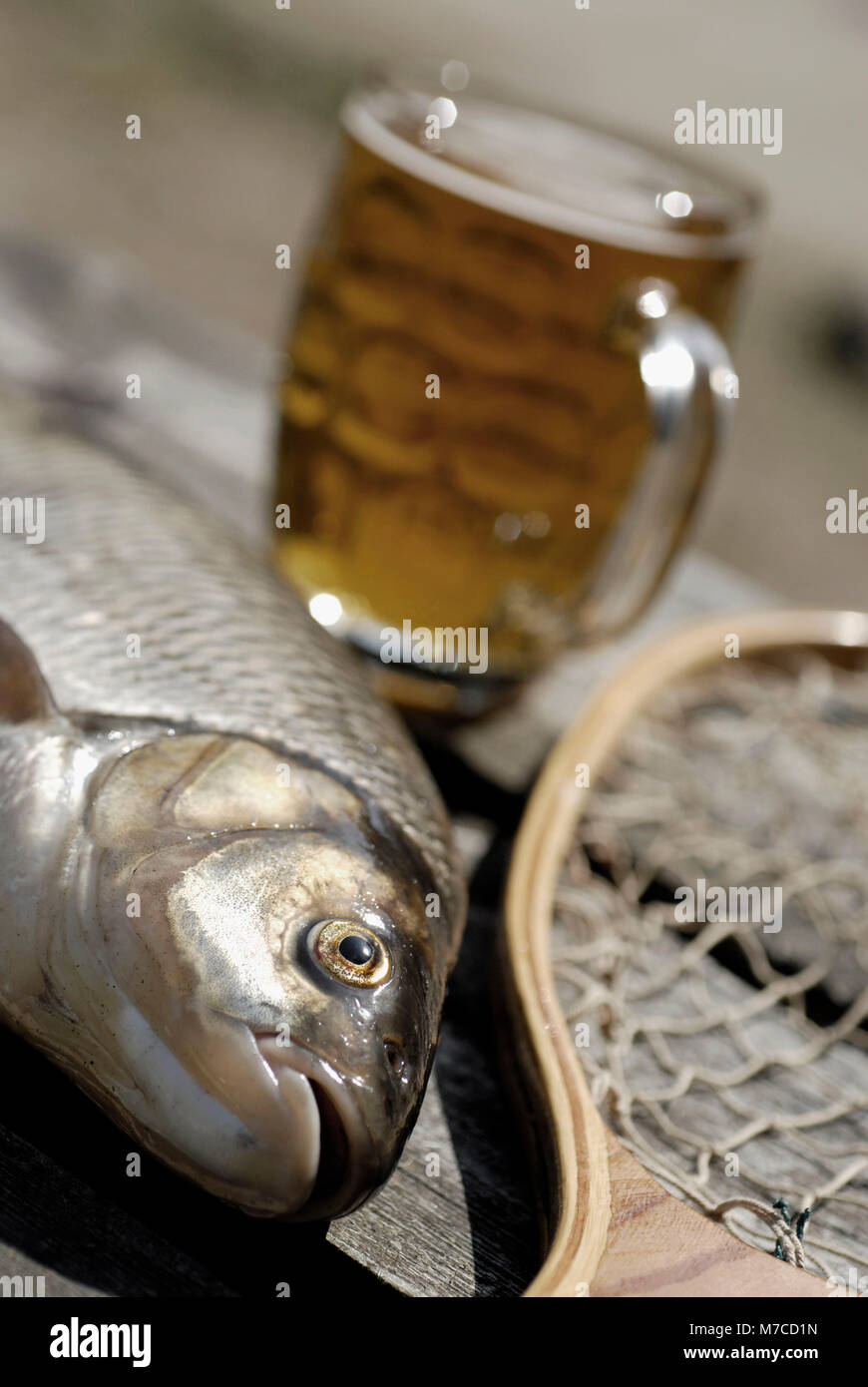 Portrait d'un poisson et un filet de pêche Banque D'Images