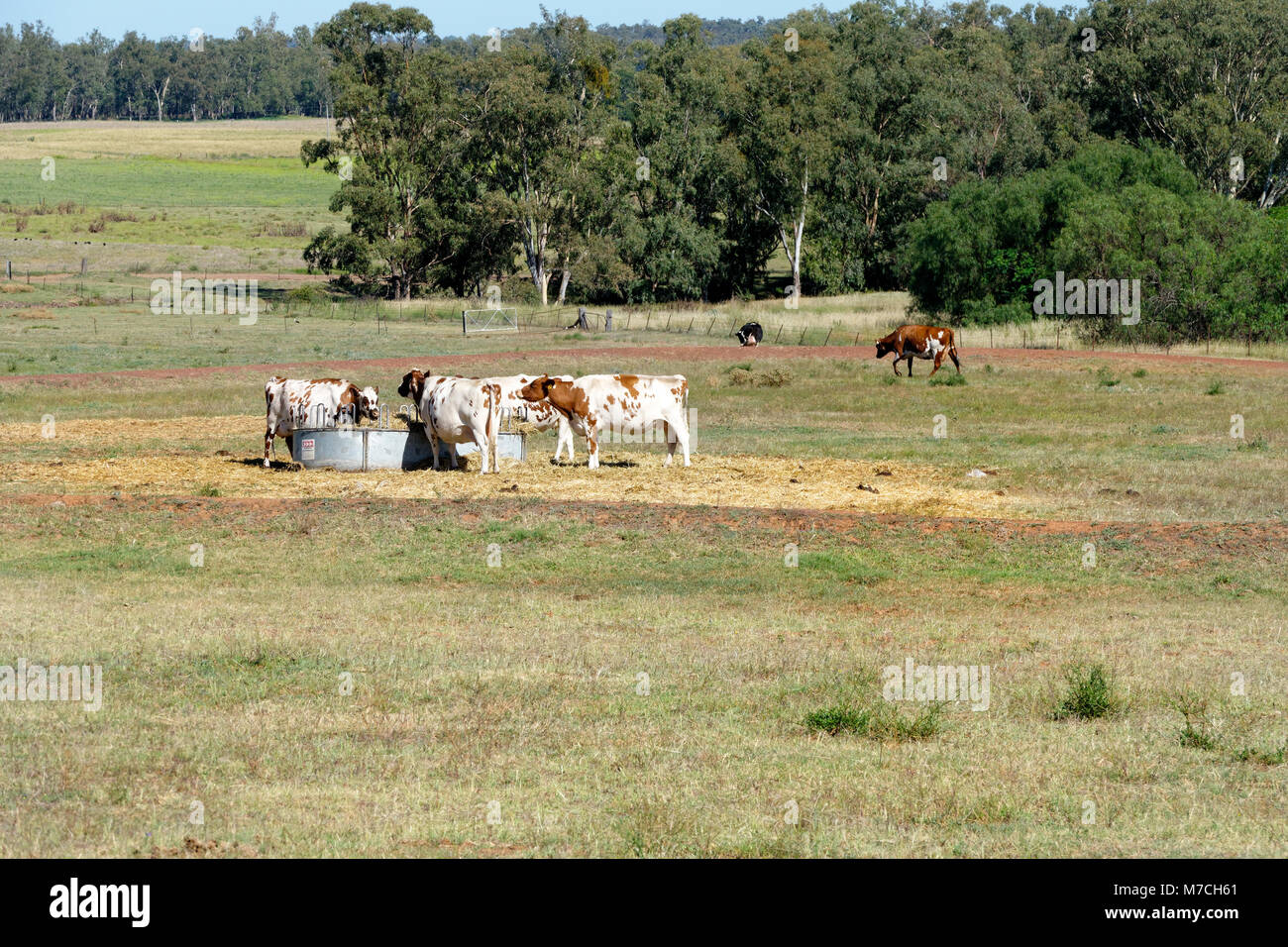 Le pâturage du bétail dans un pré par un chargeur, New South Wales, Australie. Banque D'Images