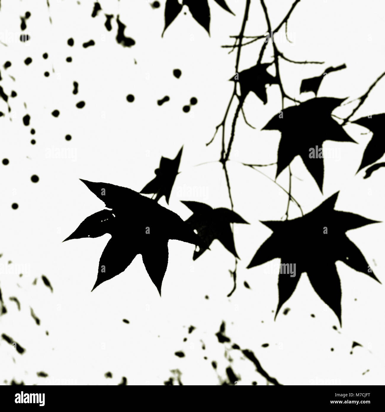 Feuilles d'érable sur un arbre Banque D'Images