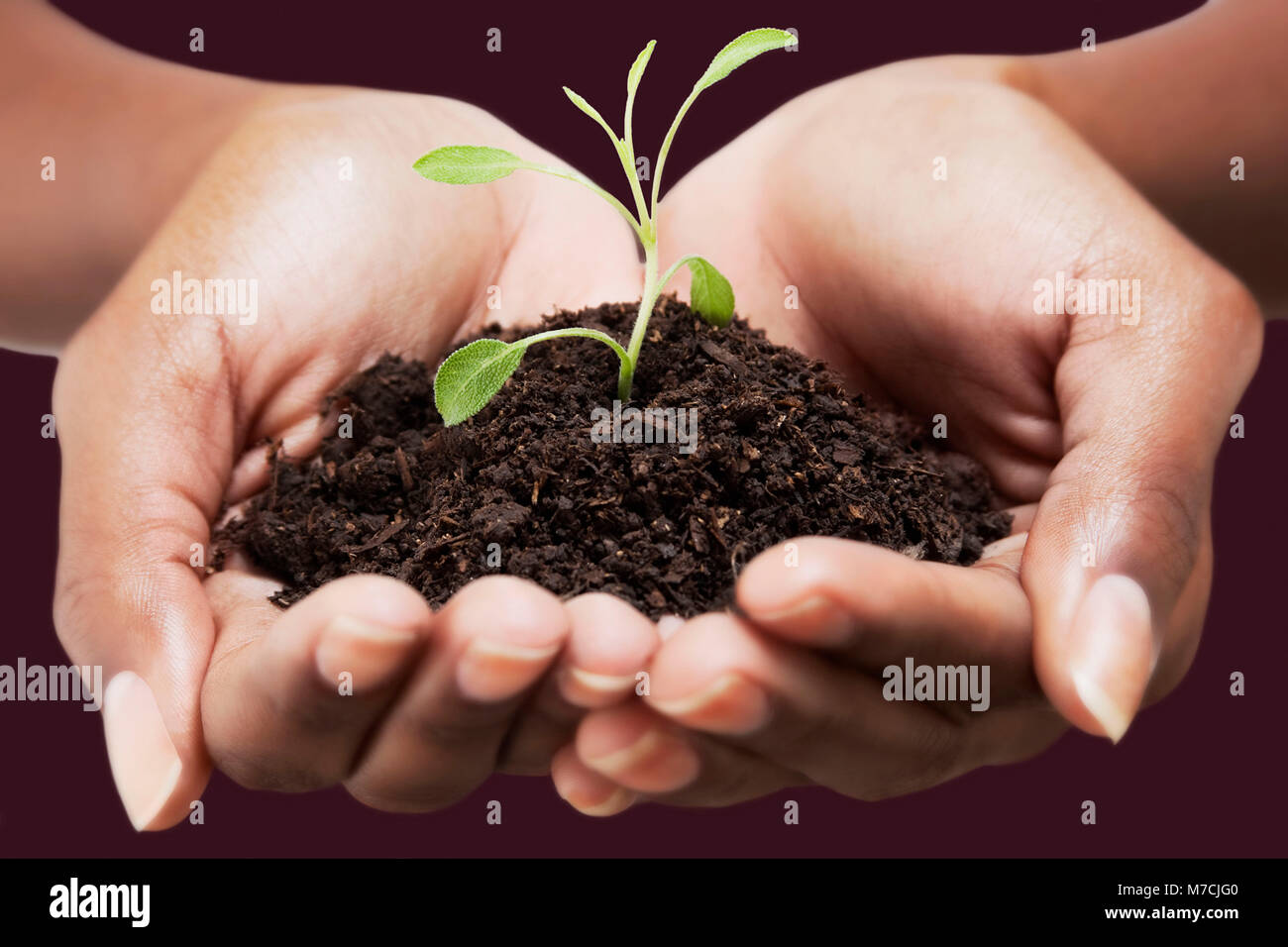 Close-up of a woman's hands holding un semis Banque D'Images