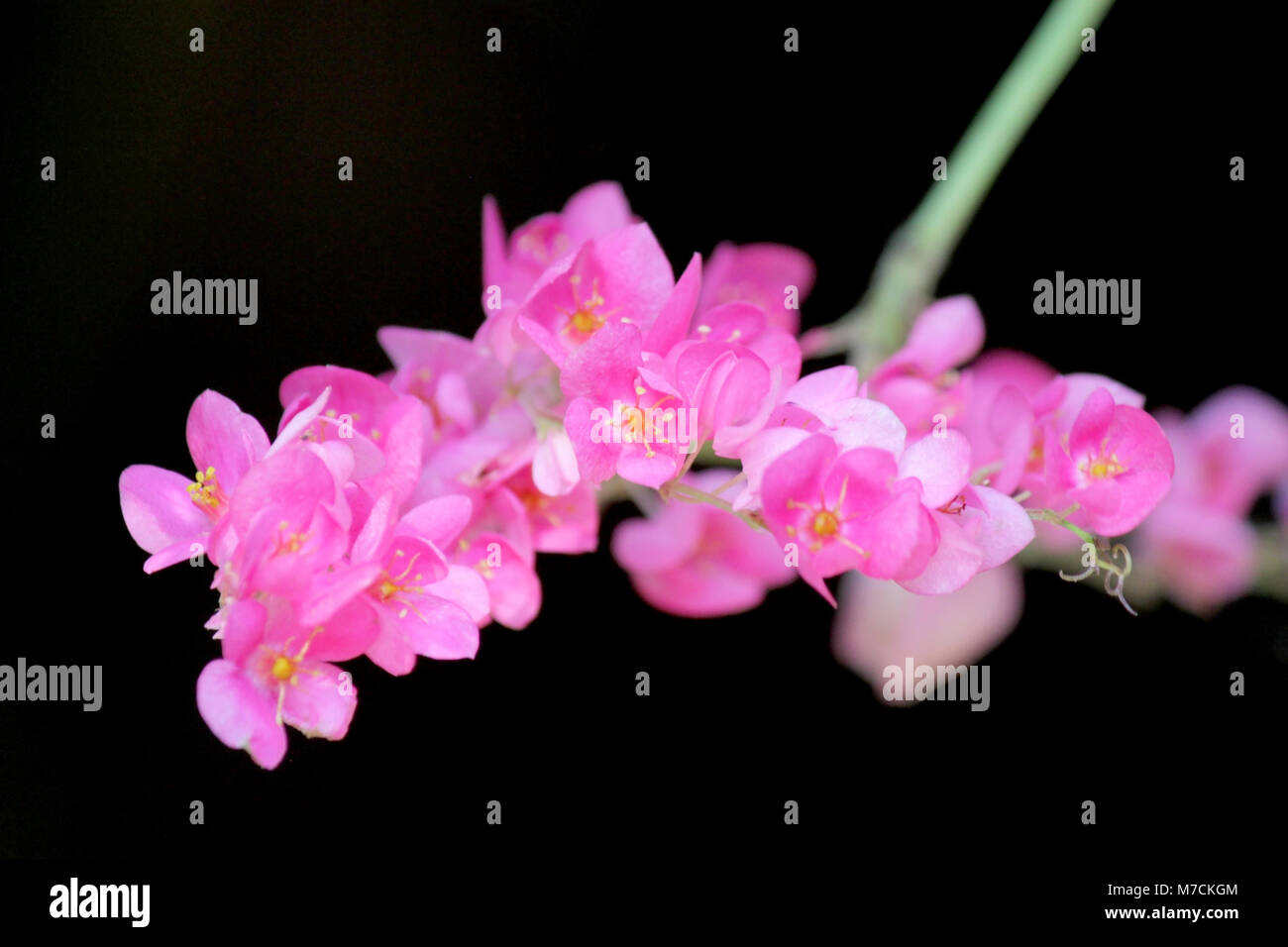 Polygonaceae ou coral vine, belles fleurs rampantes mexicain rose sur fond noir Banque D'Images