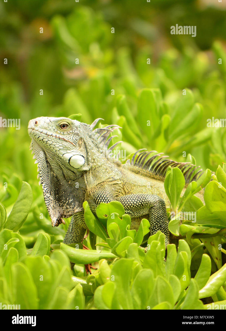 Iguane sauvage sur l'île de Cuacao Banque D'Images