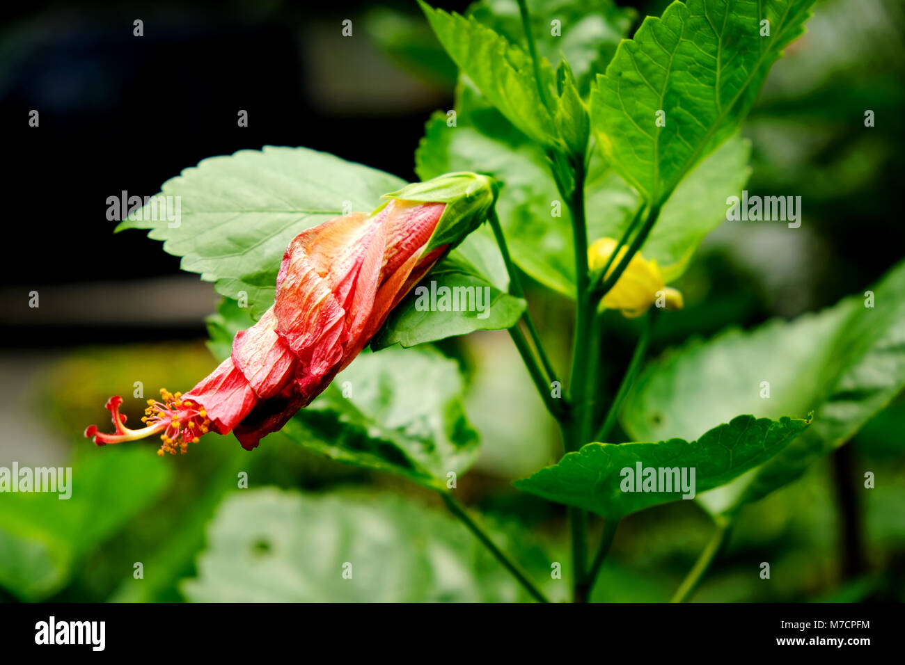 Hibiscus rouge ou rouge fleur Chaba toujours en forme de bourgeons en attente d'oranger Banque D'Images