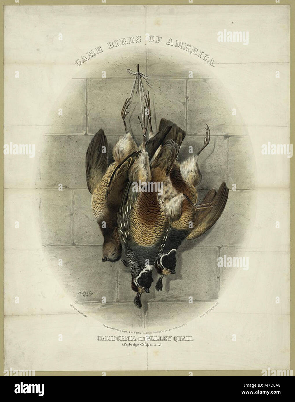 Cette illustration de 1861 représente la Californie ou Valley Quail (Laphortyx californicus), un gibier à plumes originaire de l'ouest des États-Unis, connu pour son panache et ses vocalisations distinctives. Banque D'Images