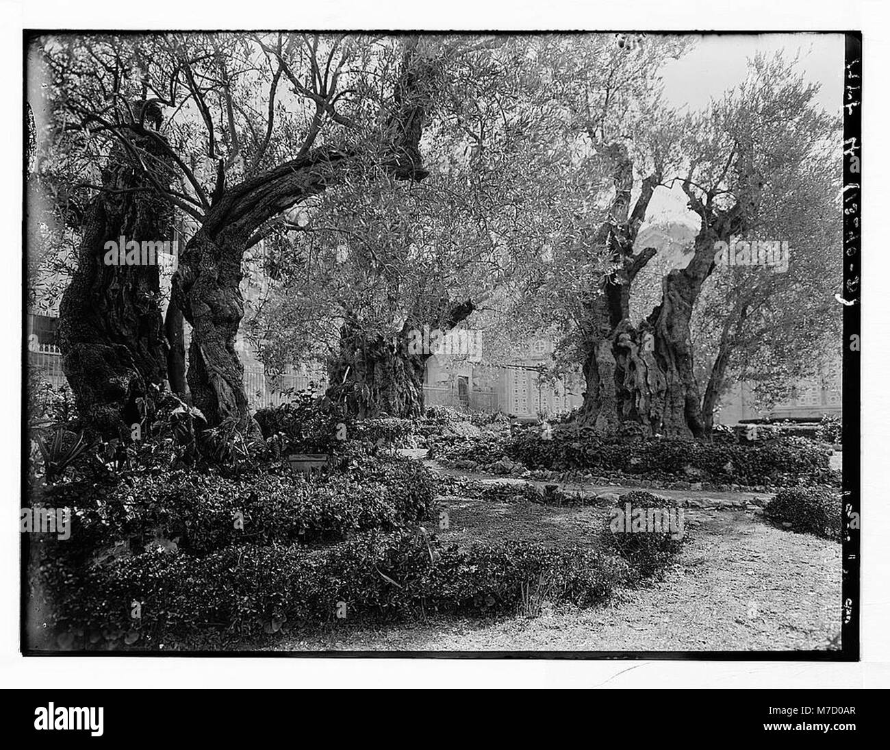 Une image montrant le jardin de Gethsémani, en se concentrant sur l'intérieur de son enceinte. Le jardin est important pour ses liens bibliques, souvent associés à l'endroit où Jésus a prié avant son arrestation. Banque D'Images