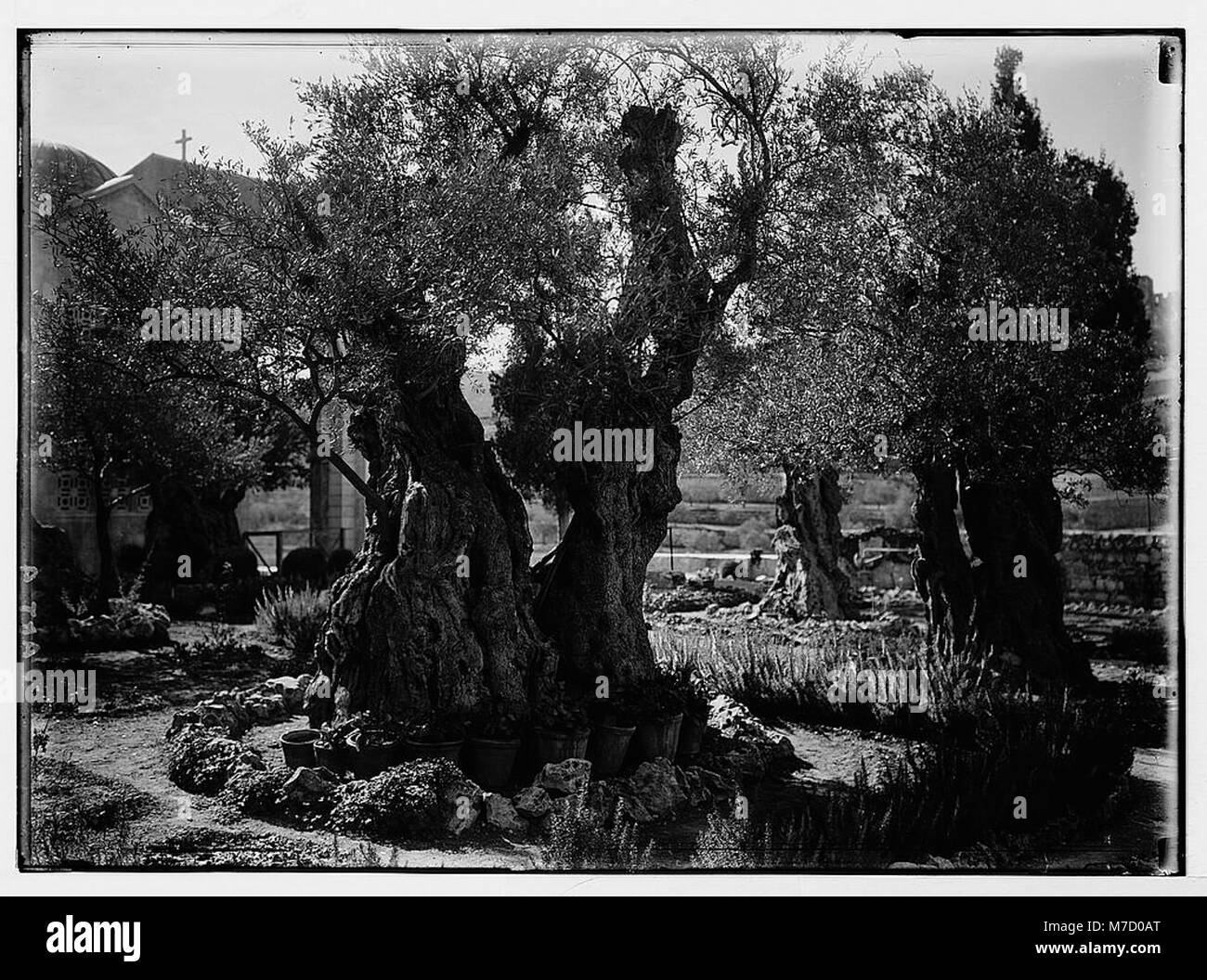 Le jardin de Gethsémani, situé à Jérusalem, est représenté à l'intérieur de son enceinte, un site d'importance historique et religieuse, traditionnellement lié aux événements de la passion du Christ. Banque D'Images