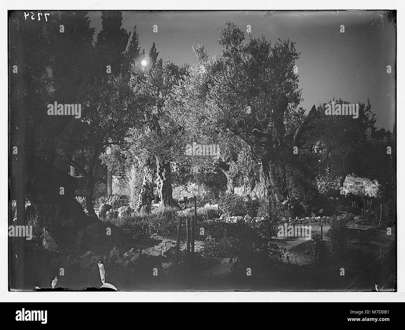 Une vue nocturne du jardin de Gethsémani, un site historique de Jérusalem, associé à des événements bibliques. Banque D'Images
