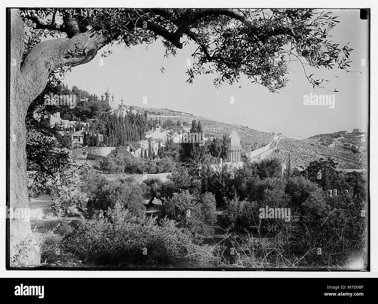 Le jardin de Gethsémani à Jérusalem, un site biblique important où Jésus a prié avant sa crucifixion. Banque D'Images