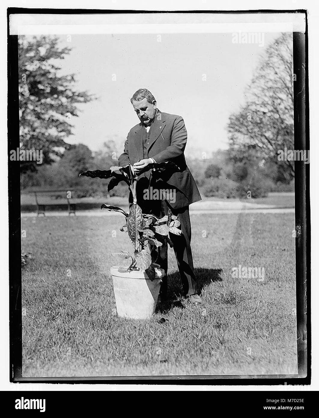 Une photographie de Geo. W. Hess et sa belle-mère plantent dans un jardin, capturant un moment de vie domestique et horticole. Banque D'Images
