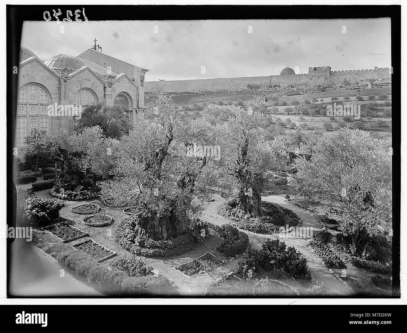 Cette image représente le jardin de Gethsémani, un site biblique important à Jérusalem. La scène capture la nature tranquille du jardin, connu pour son association avec les prières finales de Jésus-Christ avant sa crucifixion. Banque D'Images