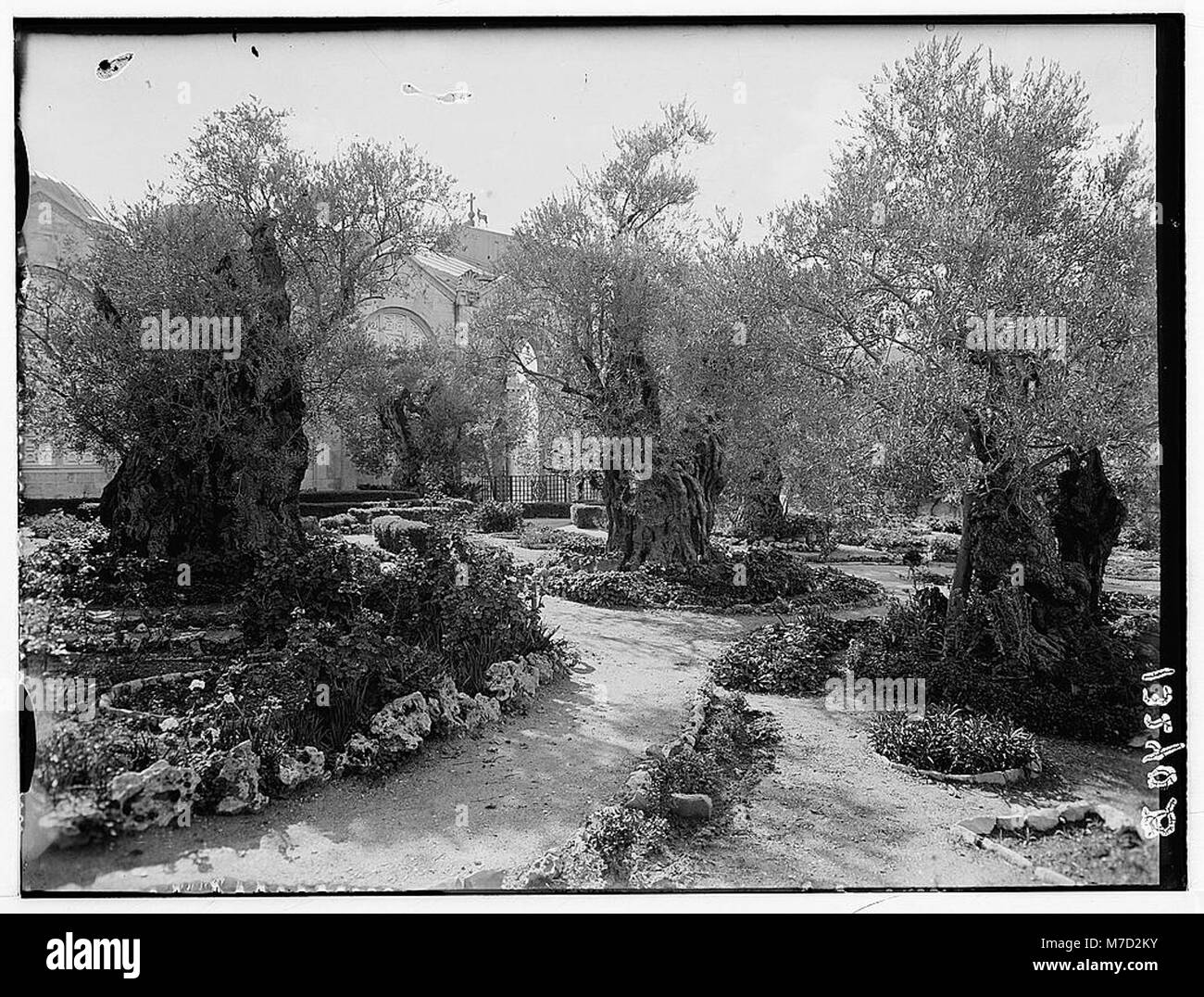 Le jardin de Gethsémani, un site historique de Jérusalem, est connu pour sa signification religieuse et son association avec les derniers jours de Jésus-Christ, reflétant son importance biblique. Banque D'Images