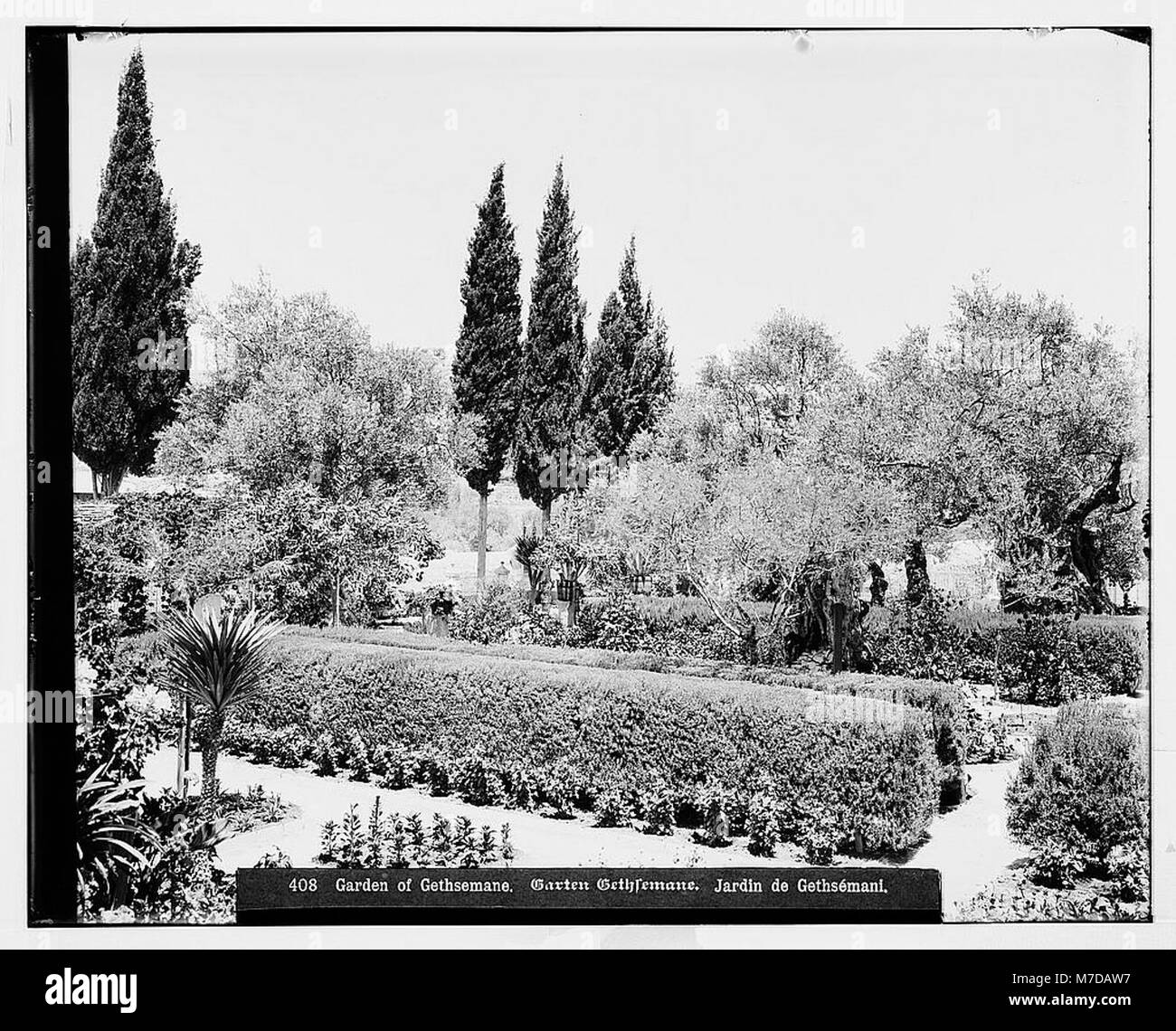 Le jardin de Gethsémani, situé à Jérusalem (El-Kouds), est un site religieux important, connu pour son association avec la passion du Christ. La vue intérieure révèle l'espace serein et sacré, attirant de nombreux pèlerins et touristes. Banque D'Images