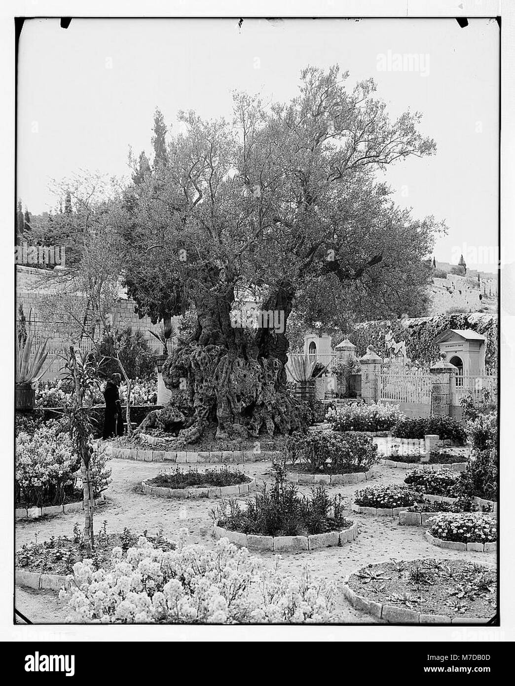 Photographie d'un vieil olivier dans le jardin de Gethsémani, Jérusalem. Cet arbre, situé sur un site religieux important, a une signification historique et spirituelle, en particulier dans la tradition chrétienne, associée au temps de Jésus-Christ à Jérusalem. Banque D'Images