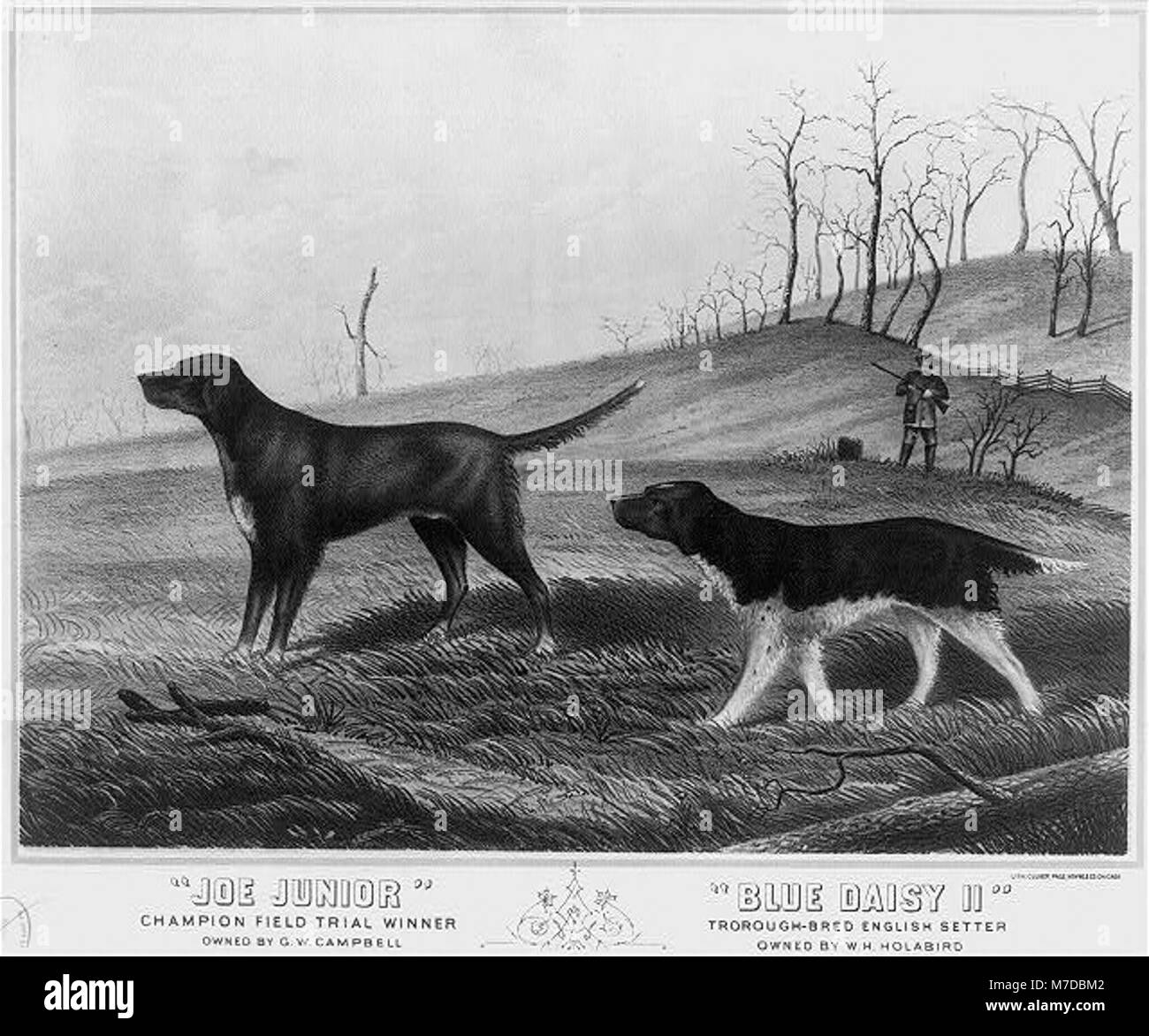 Sur cette image, Joe Junior, vainqueur d'un essai sur le terrain, ainsi que Blue Daisy II, un setter anglais pur-sang. Les chiens ont été élevés et entraînés pour les essais sur le terrain et la chasse. Banque D'Images