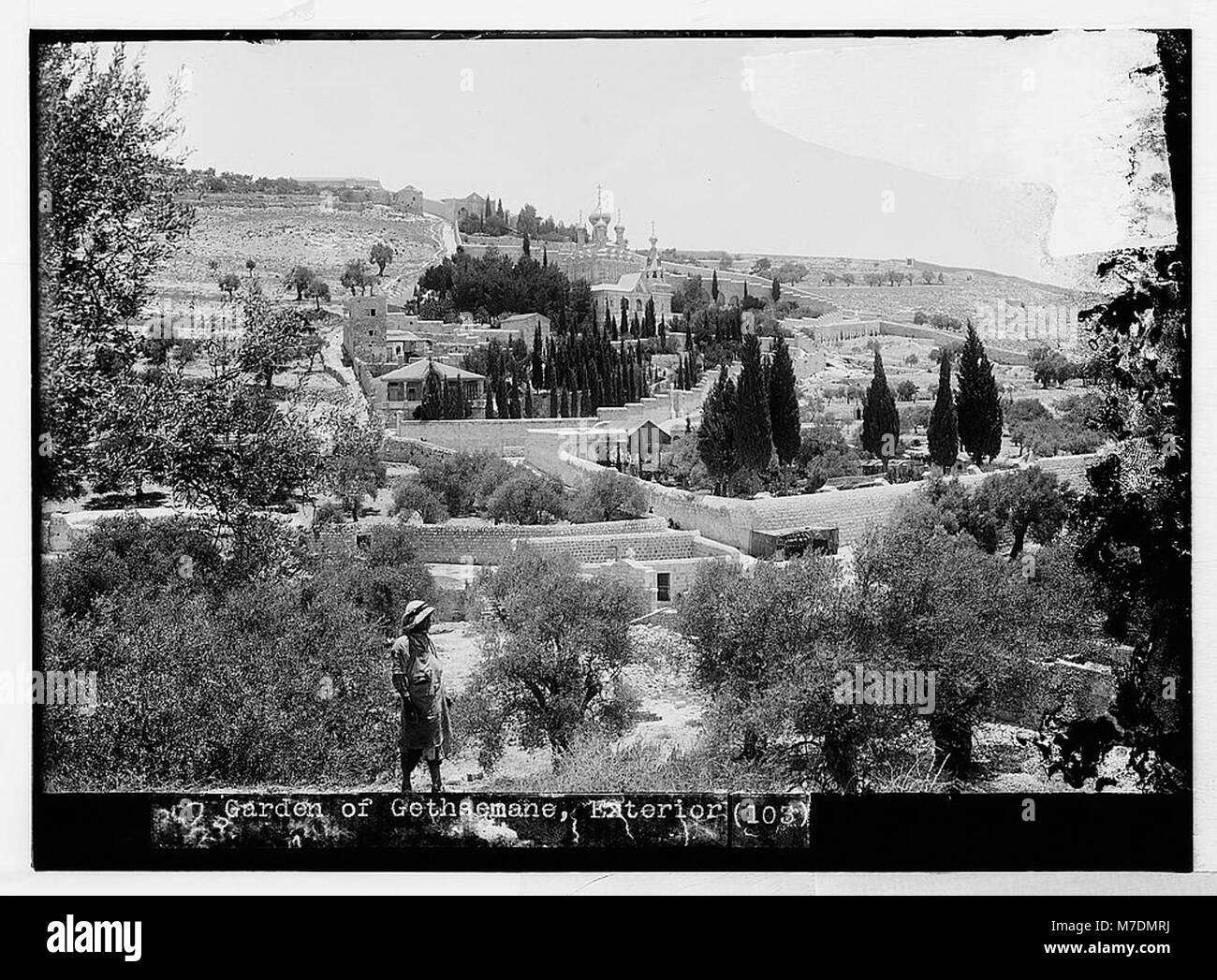 Vue générale du jardin de Gethsémani, situé au pied du Mont des oliviers (Jebel et-Tur) à Jérusalem. Le site est historiquement important, associé à la passion du Christ dans la tradition chrétienne. Banque D'Images