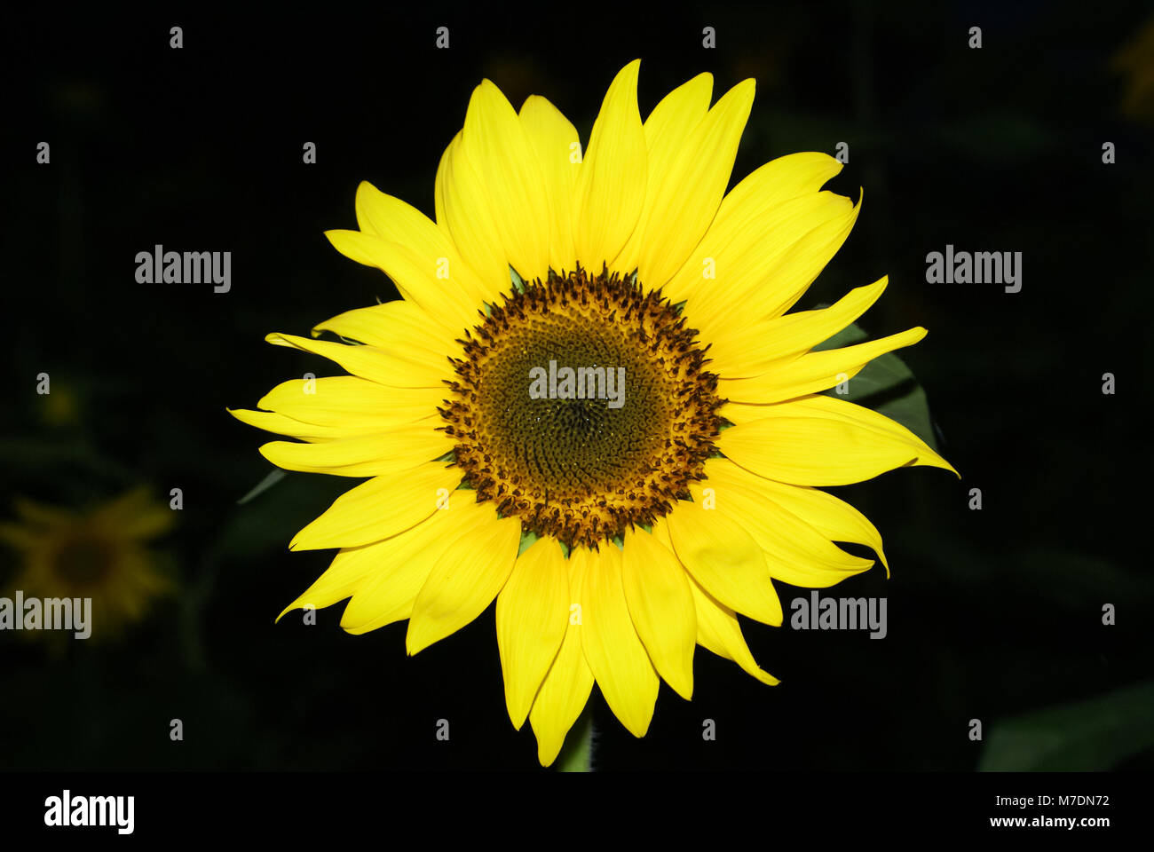 Nuit d'été à tournesol Banque D'Images