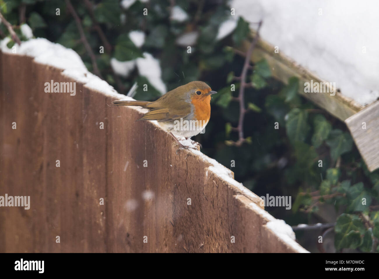 Robin le rouge Banque D'Images