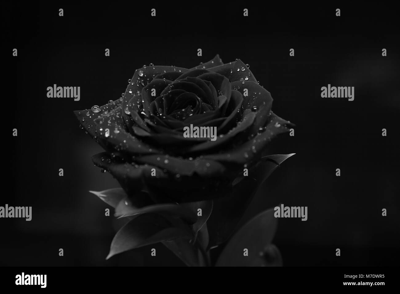 Fleur Rose Red Romance Amour Nature romantique eau Valenti Innovation créative feuille noire beau beauté super super meilleur top Jardin rosée du matin Banque D'Images