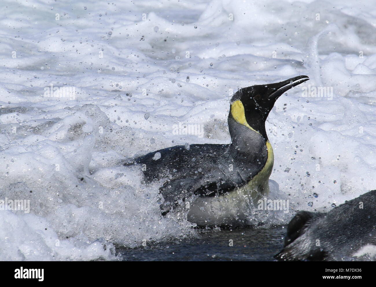 Les Manchots Cachent Une Image De Plage Pingouins surf Banque de photographies et d'images à haute résolution -  Alamy