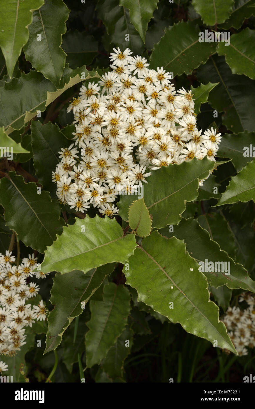 La NOUVELLE ZELANDE Holly, Olearia macrodonta Banque D'Images