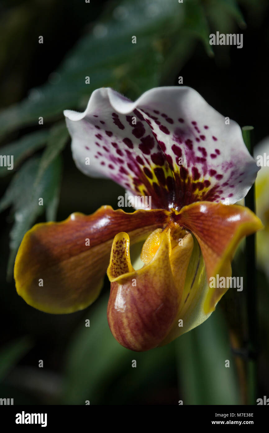 Paphiopedilum 'Slipper' à l'orchid Orchid festival à Kew Gardens 2018 Banque D'Images