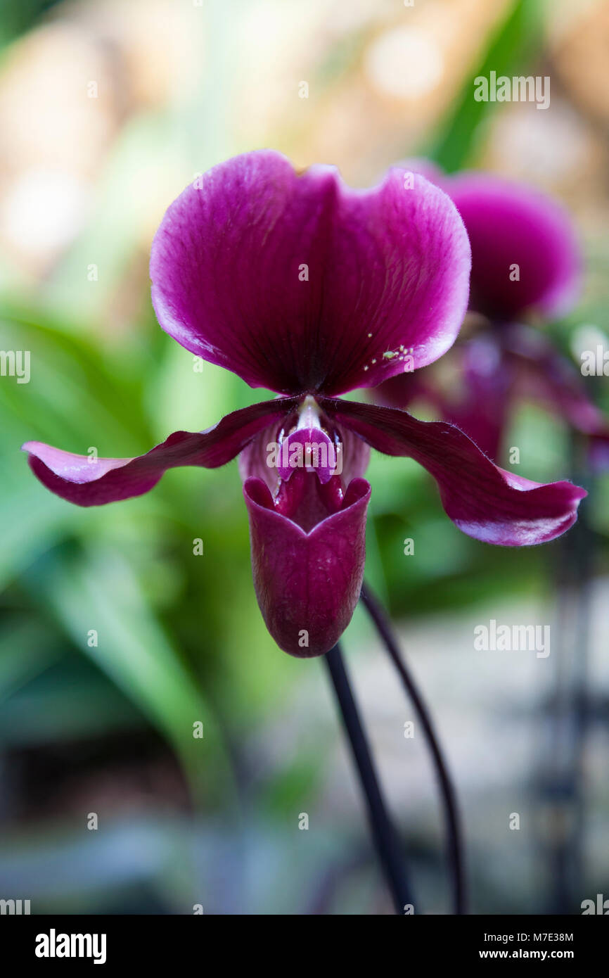 Paphiopedilum 'Slipper' à l'orchid Orchid festival à Kew Gardens 2018 Banque D'Images