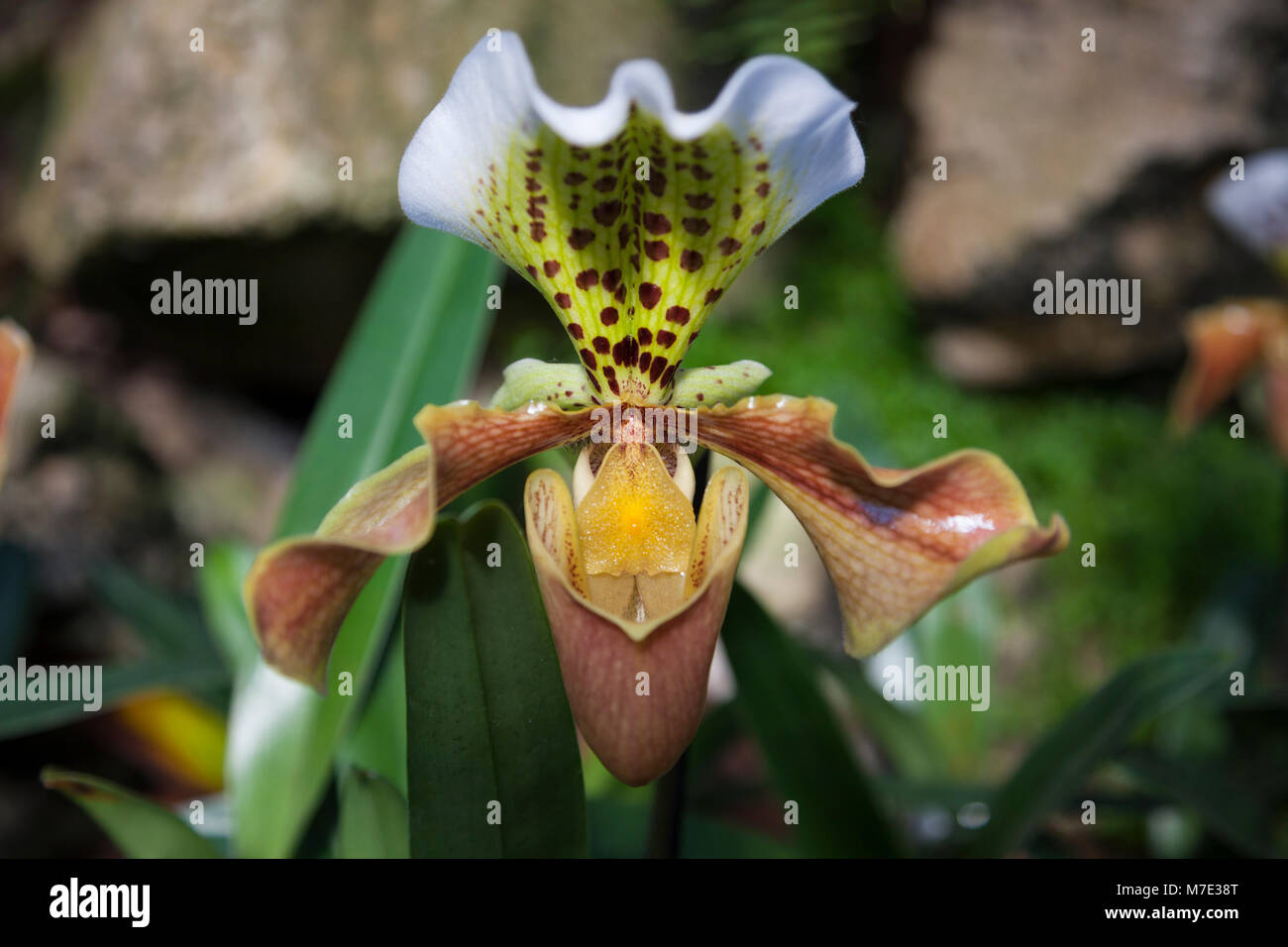 Paphiopedilum 'Slipper' à l'orchid Orchid festival à Kew Gardens 2018 Banque D'Images