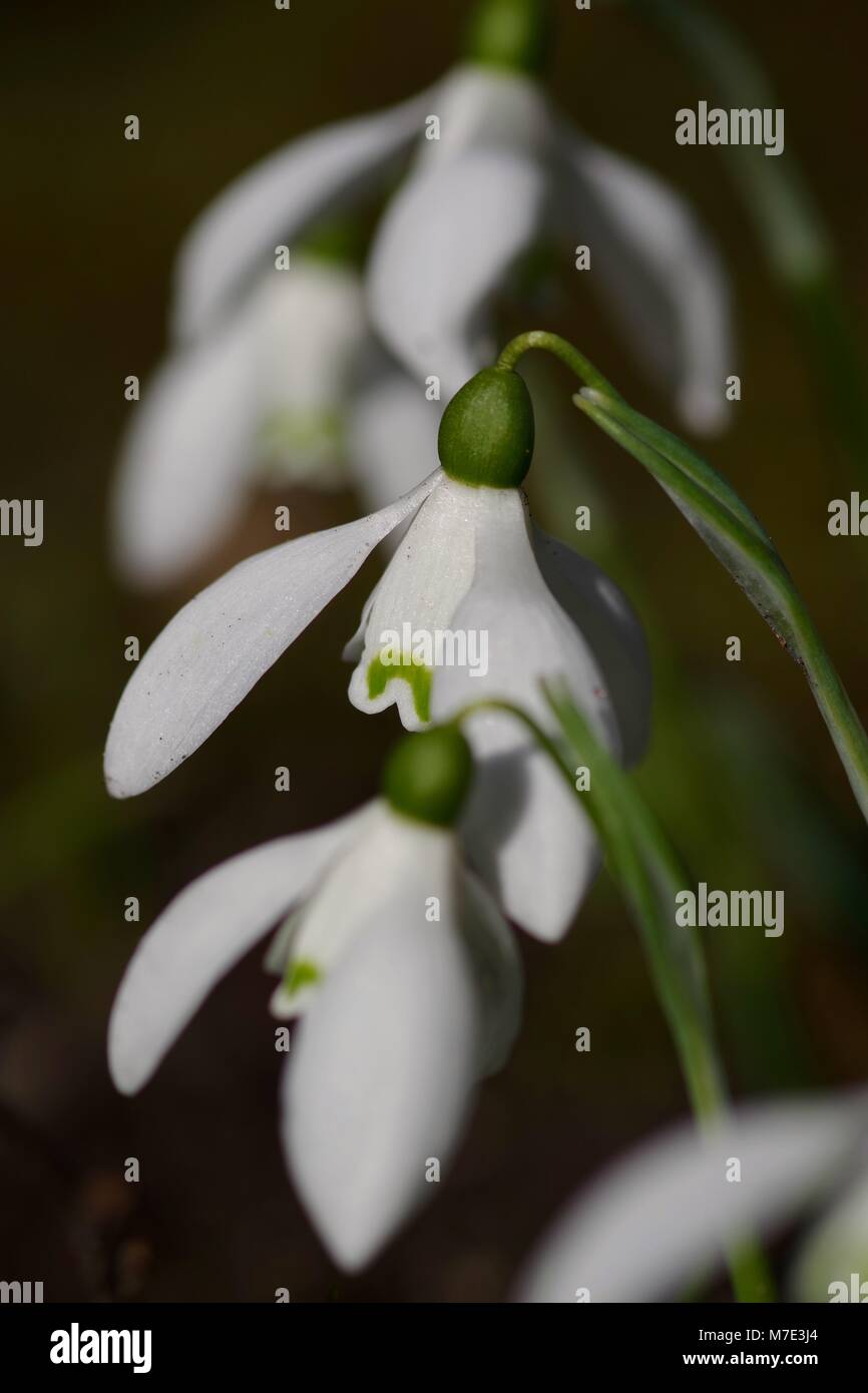 Perce-neige (Galanthus) ressort de plus en plus l'Cruickshank Botanical Gardens, de l'Université d'Aberdeen, Écosse, Royaume-Uni. Banque D'Images